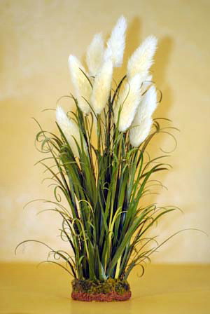 Pampas Grass